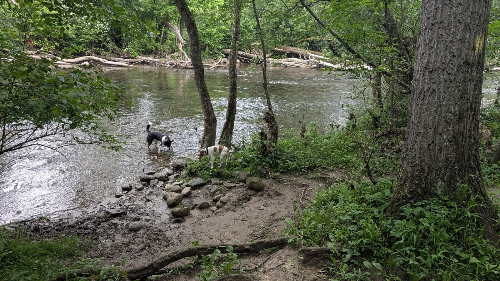 Dogs off-leash on a trail
